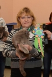 Скоттиш страйт Юничел. Выставка 09.12.2012 г. г.Иркутск
