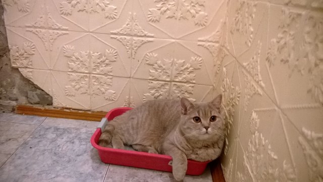 Франческа Флавиния кошка окрас лиловый табби споттед. Возраст 1 год. Живет в г.Саянск