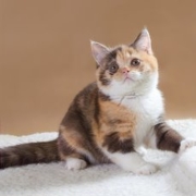 Юрма Флавиния - британская короткошерстная. Кошка. Окрас шоколадная черепаха с белым. Дата рождения 26.01.2016г.Живет в г.Красноярск