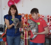 Альберт Флавиния Британская короткошерстная. Кот. Окрас черный серебристый табби споттед возраст 6 мес. Номинант BEST OF BEST