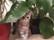 Агава Флавиния возраст 5 месяцев. Живет в г.Иркутск