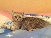 Агава Флавиния британская короткошерстная. Живет в г.Иркутск.