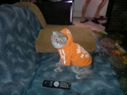 Кот Искандер Флавиния 6 месяцев окрас голубой табби споттед г.Ленск