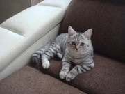 Альберт Флавиния возраст 5 мес. Живет в г.Ангарск. Самый смирный кот. Любит ездить на машине, учить уроки с ребенком.