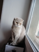 Илизабет Флавиния Дата рождения 24.11.12 г. Возраст 1 год 3 мес.