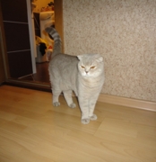 Илизабет Флавиния. Скоттиш фолд окрас лиловый табби споттед. Возраст 1 год 3 мес.