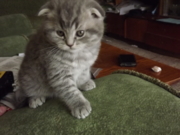 Феликс Фан Флавиния окрас голубой табби споттед. Шотландский вислоухий. Дата рождения 24.03.2013 г. Живет в г.Иркутск