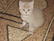 Франческа Флавиния - шотландская короткошерстная окрас лиловый табби споттед Живет в г.Саянск