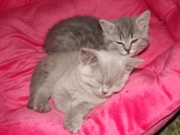 Фанни Флавиния окрас лиловый. Шотландская короткошерстная. Дата рождения 24.03.2013 г. Живет в г.Ангарск