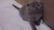 Жофрей - шотландская вислоухая. Окрас голубой. Дата рождения 27.12.2013 г. (Алиментный котенок). Живет в г.Усть Кут