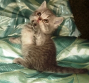 Ярослав Флавиния - шотландская короткошерстная. Окрас голубой табби споттед. Дата рождения 30.10.2013 г. Живет в г.Иркутск В выставке кошек 18 мая закрыл титул Юный чемпион породы