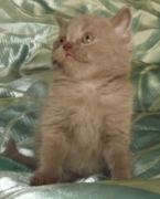 Яромир Флавиния - шотландская короткошерстная. Окрас лиловый. Дата рождения 30.10.2013 г. Живет  в г.Иркутск