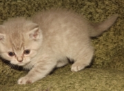 Ягодка Флавиния - шотландская короткошерстная. Окрас лиловый табби споттед. Дата рождения 30.10.2013 г. Живет в г.Ангарск