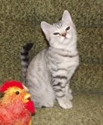 Норис Флавиния - британская короткошерстная. Кот. Окрас черный серебристый пятнистый. Дата рождения 30.06.2014г. Живет в г.Иркутск