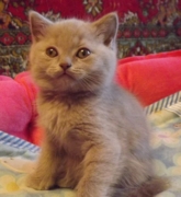 Шериф Флавиния британская короткошерстная.