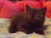 Шахиризада Флавиния британская короткошерстная.