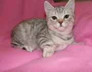 Нильс Флавиния - британская короткошерстная. Кот. Окрас черный серебристый пятнистый. Дата рождения 30.06.2014г. Живет в г.Иркутск