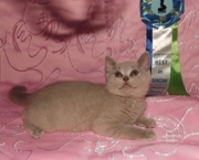 Шакира Флавиния британская короткошерстная. Окрас лиловый. Дата рождения 20.01.2014г. Живет в г.Иркутск