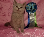 Шакира Флавиния британская короткошерстная.