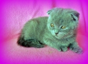 Сильвия Флавиния - шотландская вислоухая. Кошка. Окрас голубой. Дата рождения 20.12.2014г. Живет в г.Ангарск