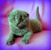 Саймона Флавиния - шотландская вислоухая. Кошка. Окрас голубой. Дата рождения 20.12.2014г. Живет в г.Ангарск