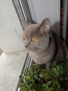 Яромир Флавиния возраст 6 месяцев - шотландская короткошерстная (прямоухая - страйт) Шикарный, красивый котик