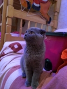 Жофрей - шотландская вислоухая Окрас голубой. Живет в г.Усть Кут. Возраст 4 мес.