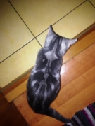 Бетти Флавиния окрас мрамор на серебре возраст 8 мес.