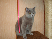 Риджина - британская короткошерстная. 1 место в выставке (бест оф бест среди взрослых кошек) 17 ноября 2013 г. г.Саянск. Живет в г.Ангарск