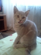 Скоттиш страйт - кот, окрас лиловый табби мраморный, кличка Юнайтед. Дата рождения 14.12.2011 г. Лучший котенок породы - выставка 19 мая 2012 г. г.Ангарск.